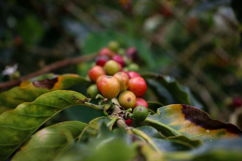 Berries of Plant in Nature