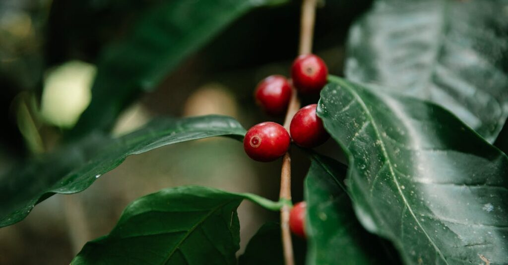 Red coffee berries growing on tree branch