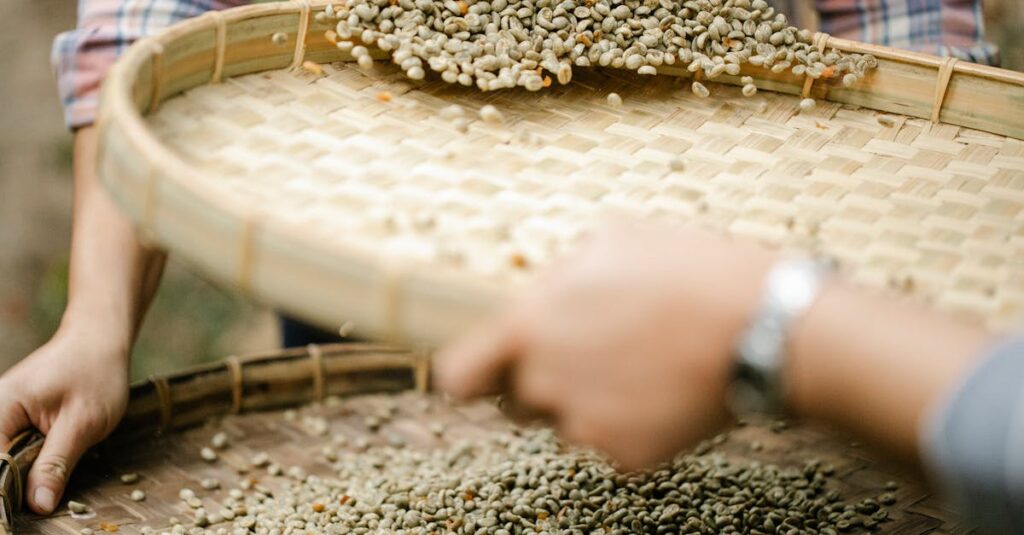 Crop unrecognizable horticulturists with sieves separating unroasted coffee bean halves from chaff in countryside in daylight