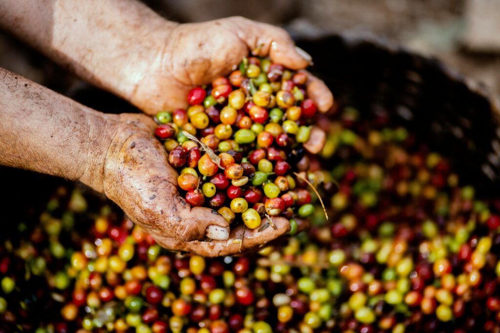 pexels-photo-1459339-1459339 Close-up of hands holding freshly harvested coffee cherries in Mexico. Vibrant colors symbolize a fruitful harvest.